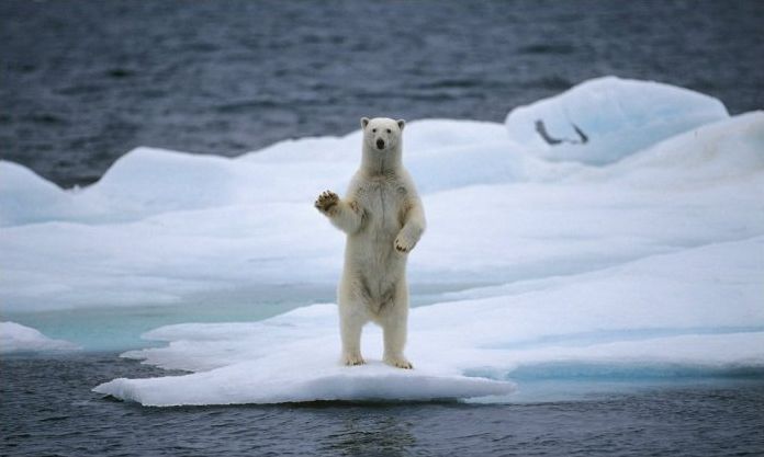 polar bear photography