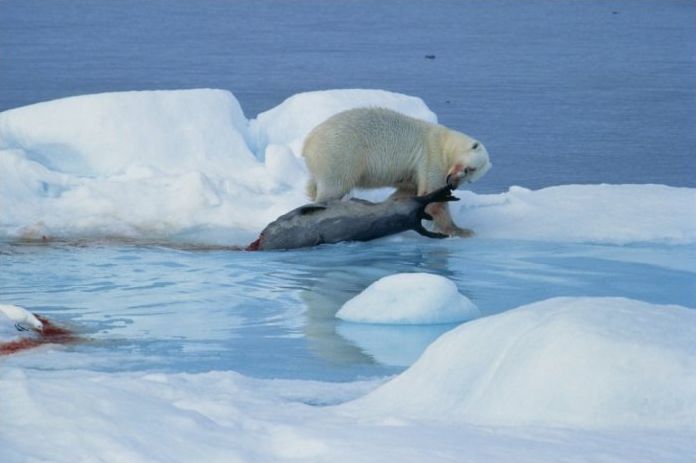 polar bear photography