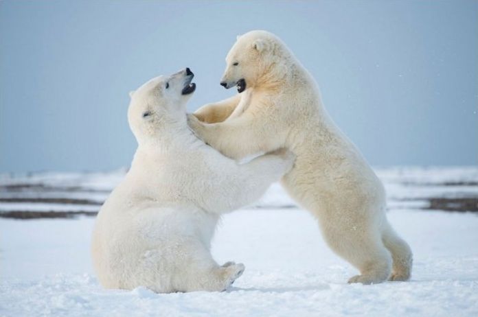 polar bear photography