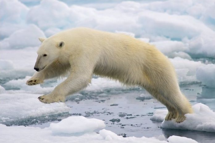 polar bear photography