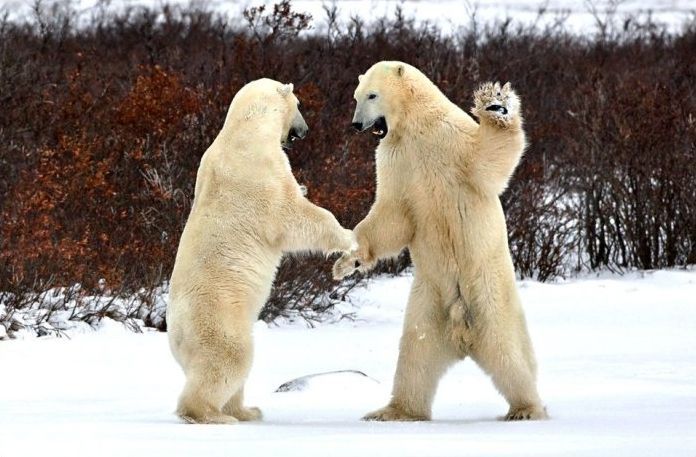 polar bear photography