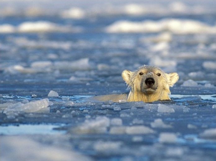 polar bear photography