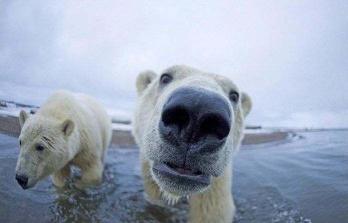 polar bear photography