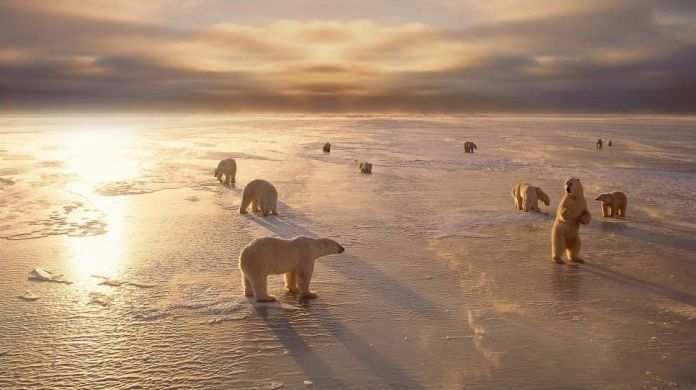 polar bear photography