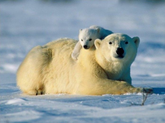 polar bear photography