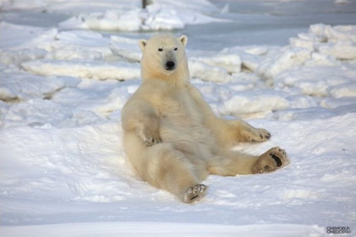 polar bear photography