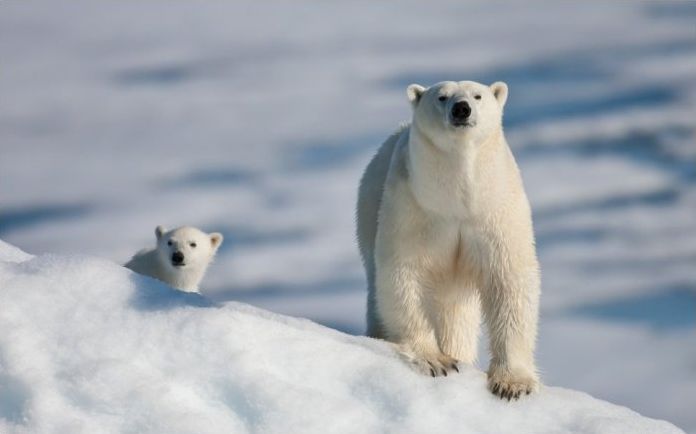 polar bear photography