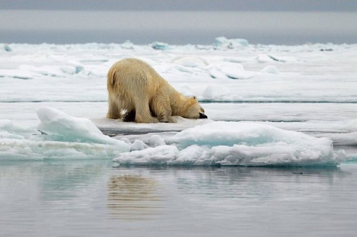 polar bear photography