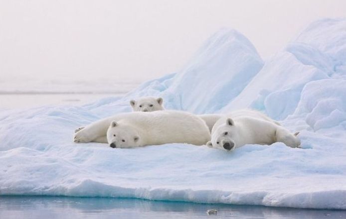 polar bear photography