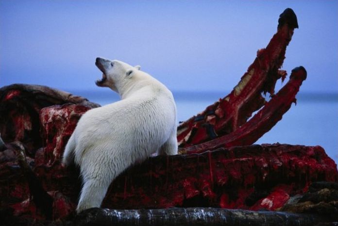 polar bear photography