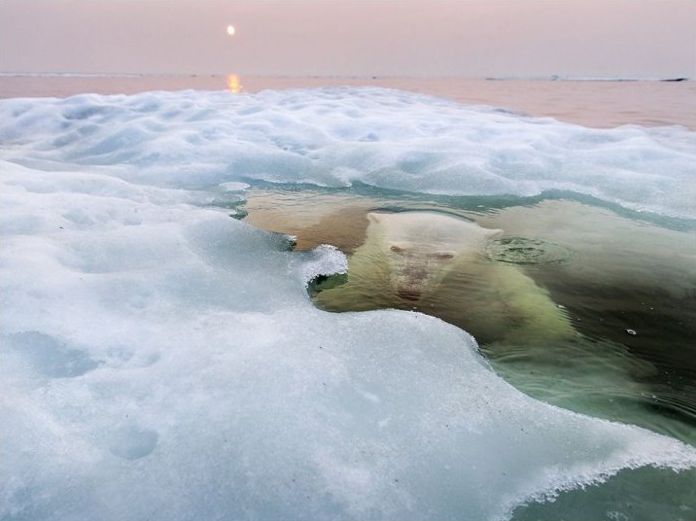 polar bear photography