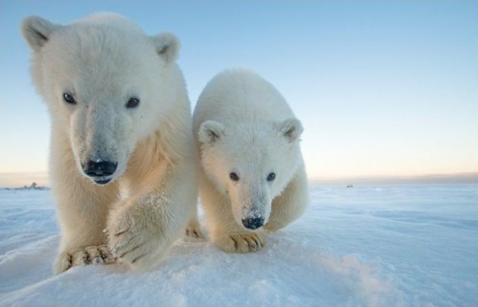 polar bear photography