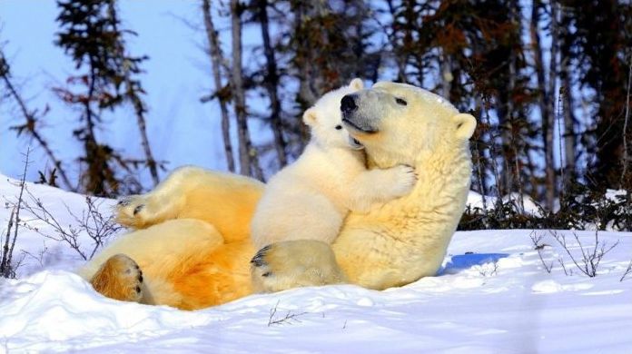 polar bear photography