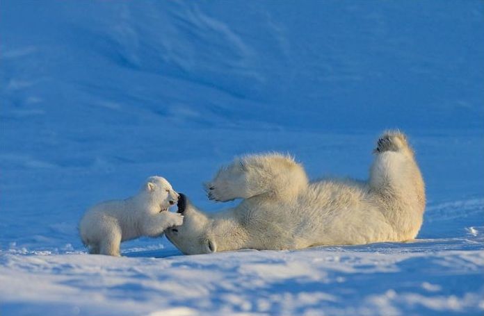 polar bear photography