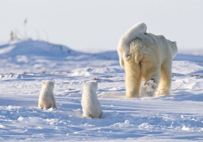 polar bear photography