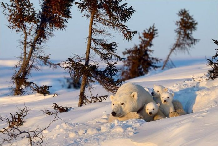 polar bear photography
