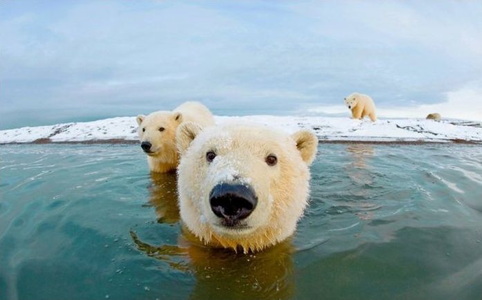 polar bear photography