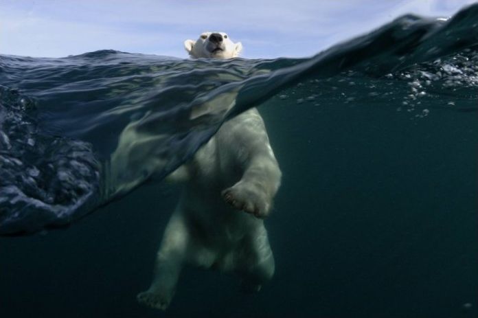 polar bear photography