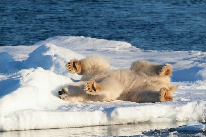 polar bear photography