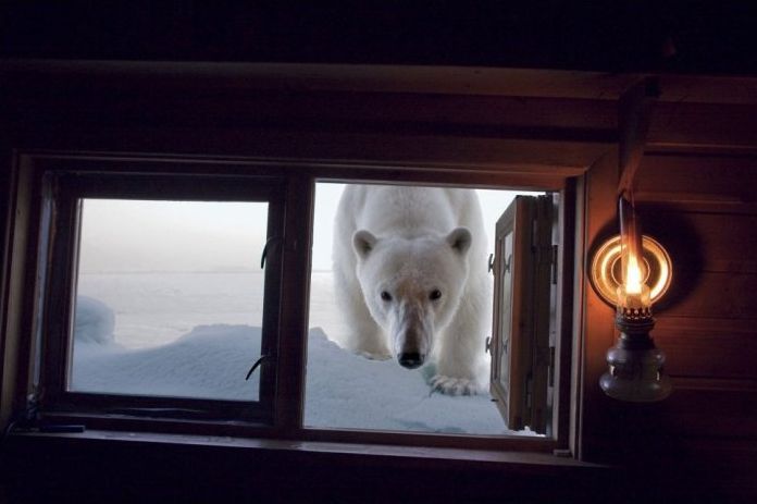 polar bear photography