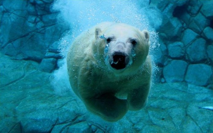 polar bear photography