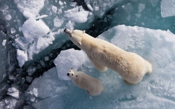 polar bear photography