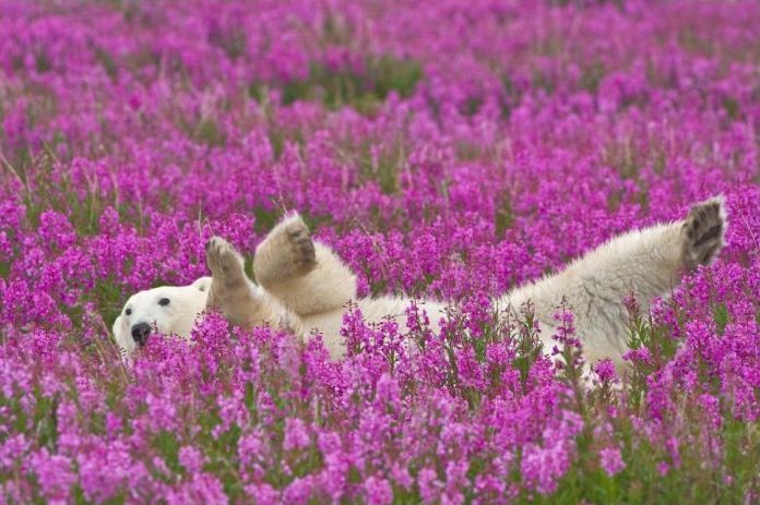 polar bear photography