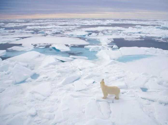 polar bear photography