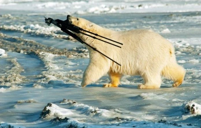 polar bear photography