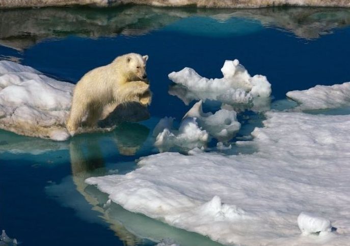 polar bear photography