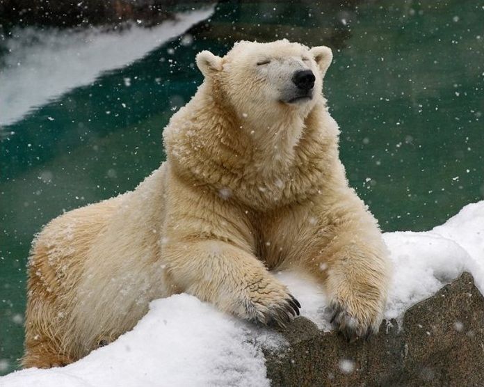 polar bear photography