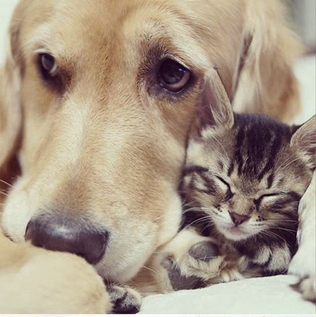 dog and cat friends