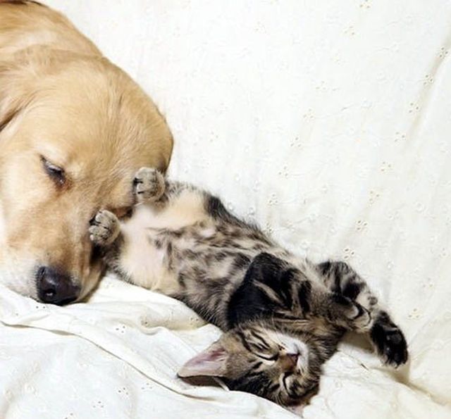 dog and cat friends