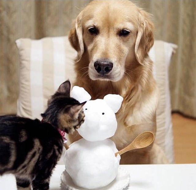 dog and cat friends