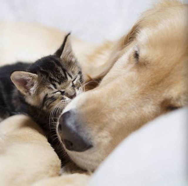 dog and cat friends