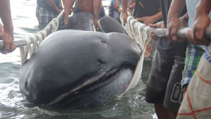 Megamouth shark, Barangay Marigondon, Cavite, Calabarzon, Philippines