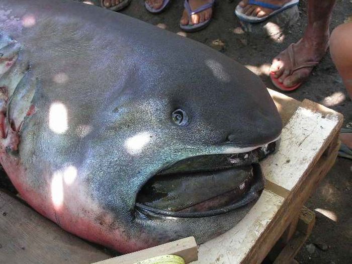 Megamouth shark, Barangay Marigondon, Cavite, Calabarzon, Philippines