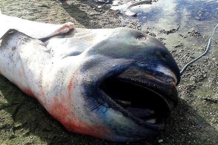 Megamouth shark, Barangay Marigondon, Cavite, Calabarzon, Philippines