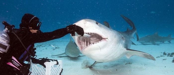 shark mouth close-up