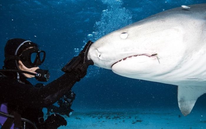 shark mouth close-up