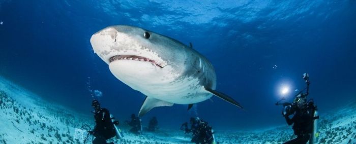 shark mouth close-up