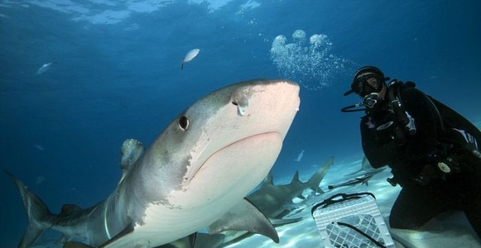 shark mouth close-up