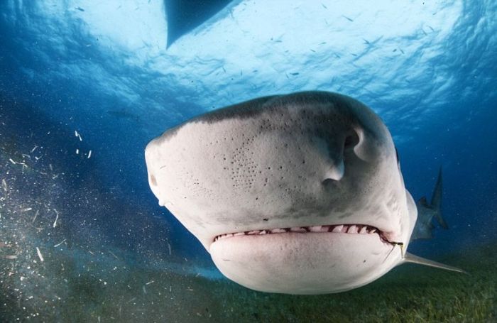 shark mouth close-up