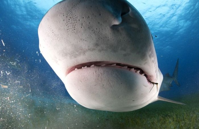 shark mouth close-up