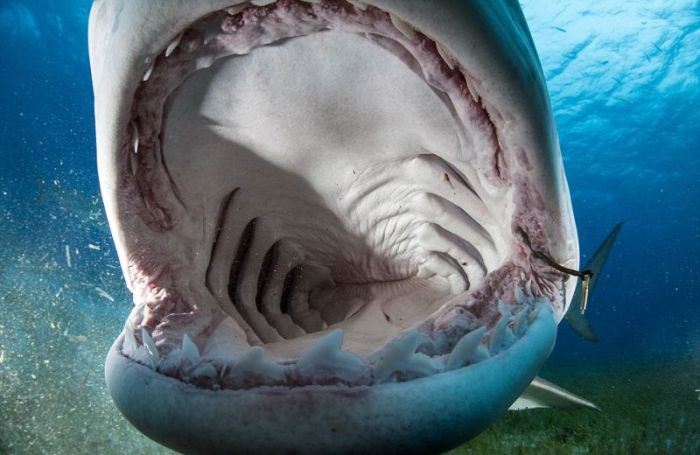 shark mouth close-up