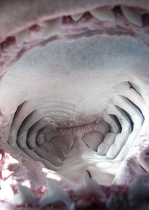 shark mouth close-up