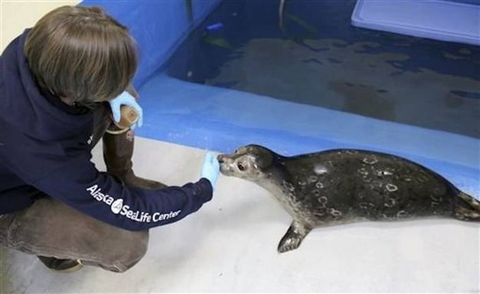 Bryce, blind baby seal, Alaska SeaLife Center, Seward, Alaska, United States