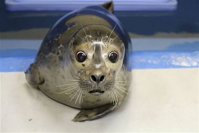 Bryce, blind baby seal, Alaska SeaLife Center, Seward, Alaska, United States