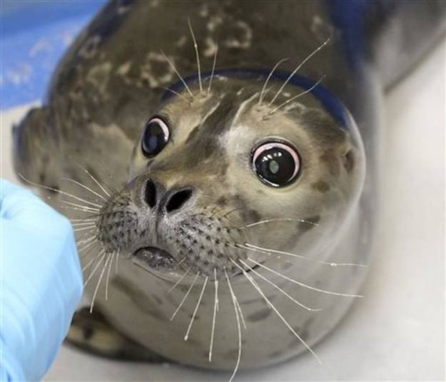 Bryce, blind baby seal, Alaska SeaLife Center, Seward, Alaska, United States