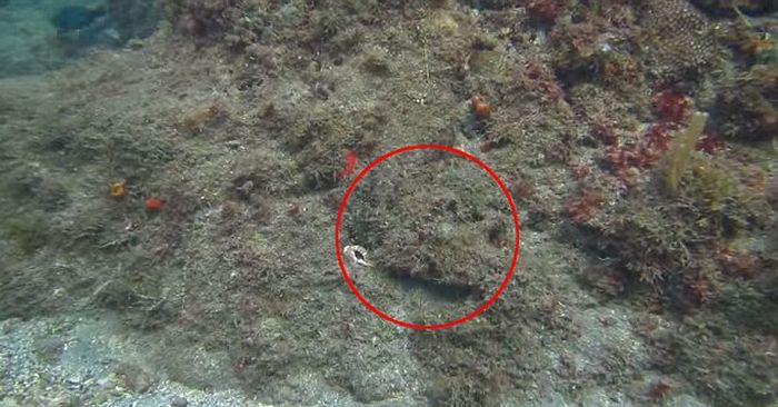 octopus camouflage